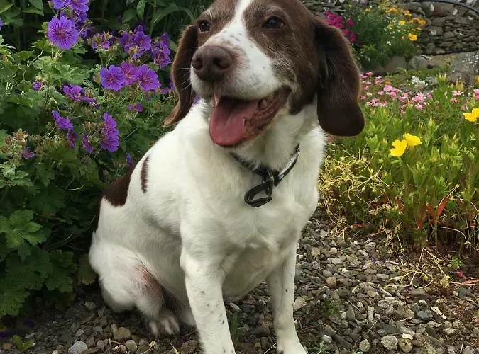 Conway's With Sea View Nestling By Cliffs-of-moher 3* 利斯坎诺